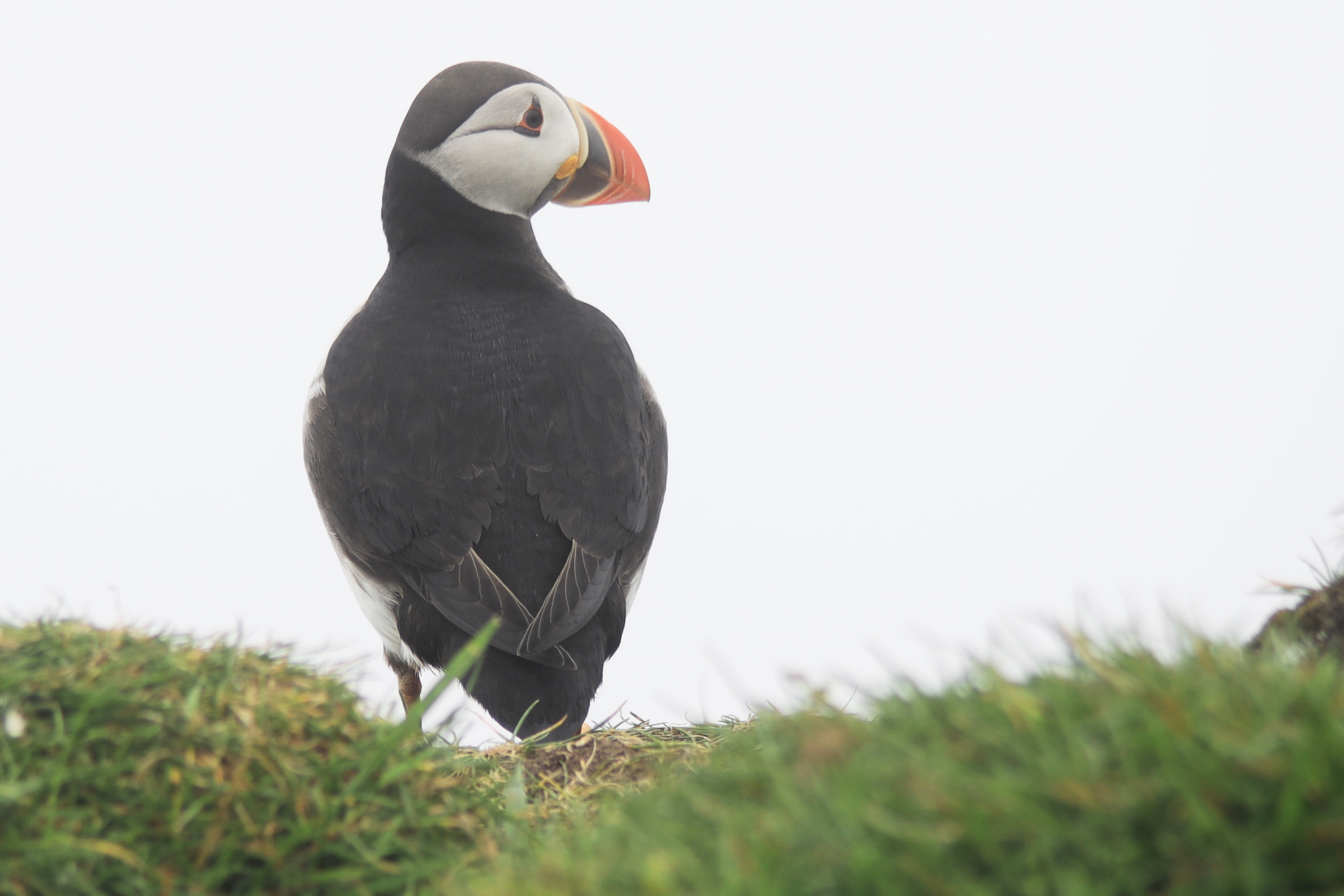 Mykines, Puffin